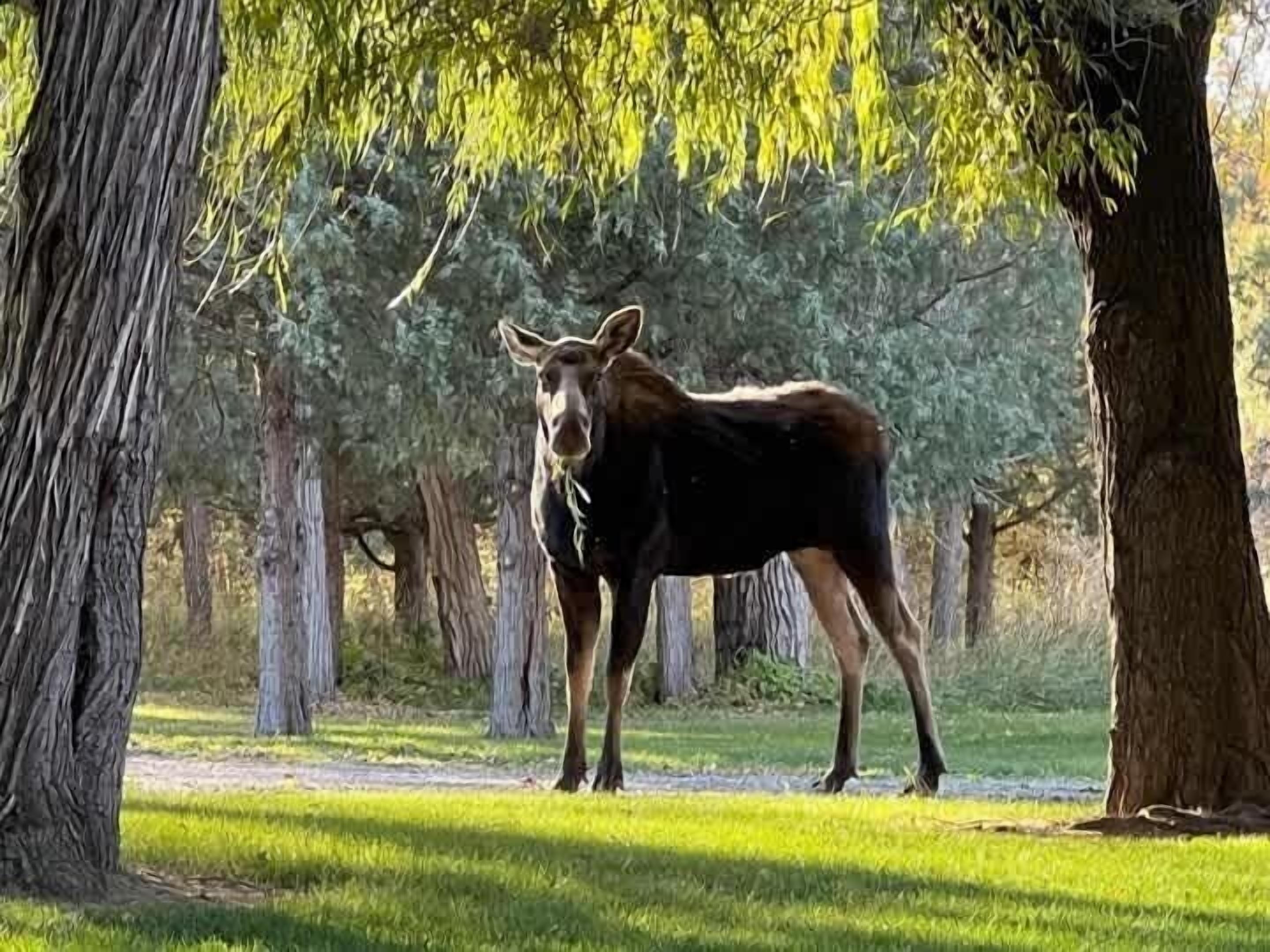 A moose standing in a forested area with tall trees and a grassy path.