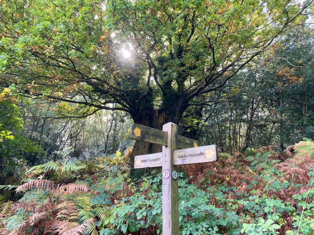 A wooden signpost with 'Public Footpath' directions in a forested area.