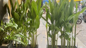 A hotel entrance with a covered walkway, potted plants, and a sign for 'LILA Hotel & Apartments'. - LILA Hotel & Apartments (Ho Chi Minh City)