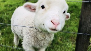 A close-up of a white sheep with a pink nose and black eyes, standing in a grassy area with a wire fence in the foreground. - Westminster Mount View Unit 1 (Rotorua)