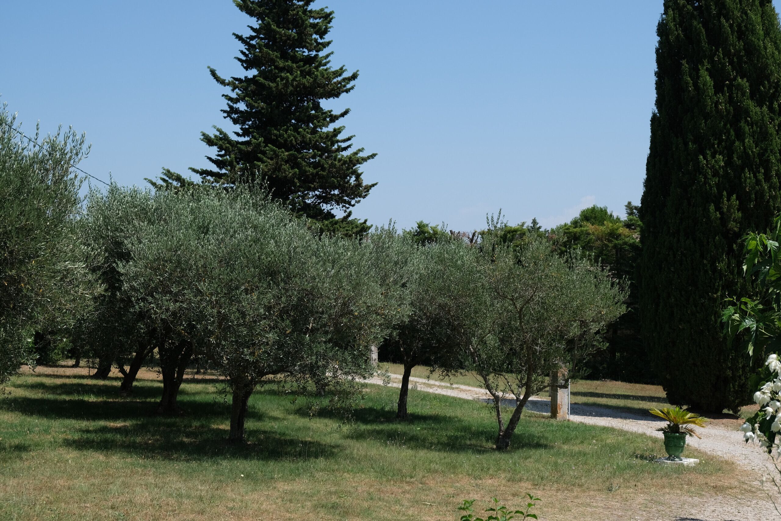 An outdoor area with olive trees and a tall cypress tree.