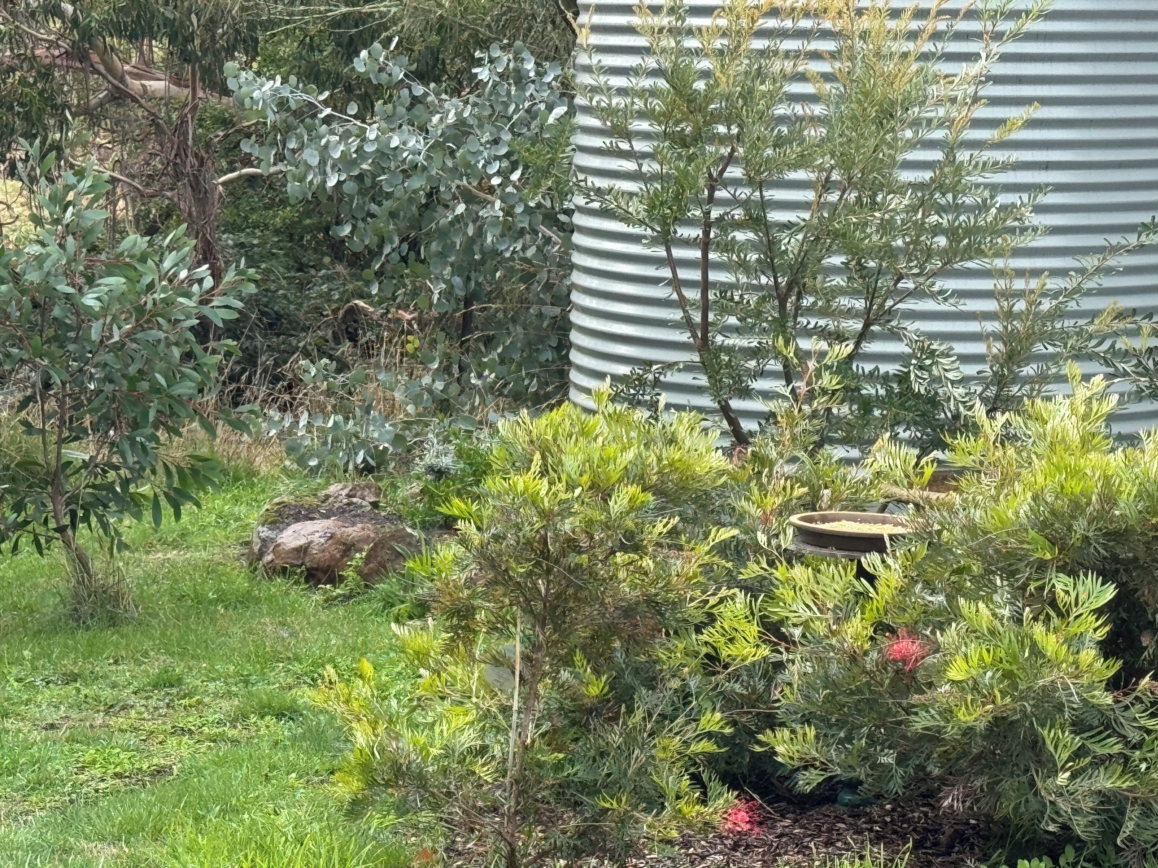 Um jardim com diversas plantas e um bebedouro para pássaros.