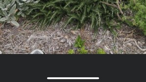 Ein Garten in der Wüste mit einem großen Yucca-Strauch, Steinen und verschiedenen Sträuchern.