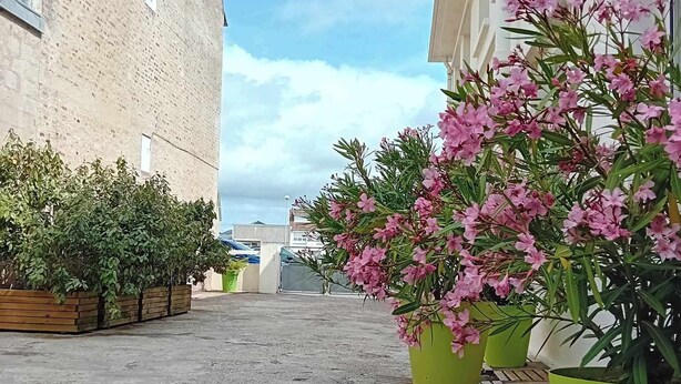 Un patio con piso de concreto, césped artificial verde y plantas en macetas con flores rosadas.