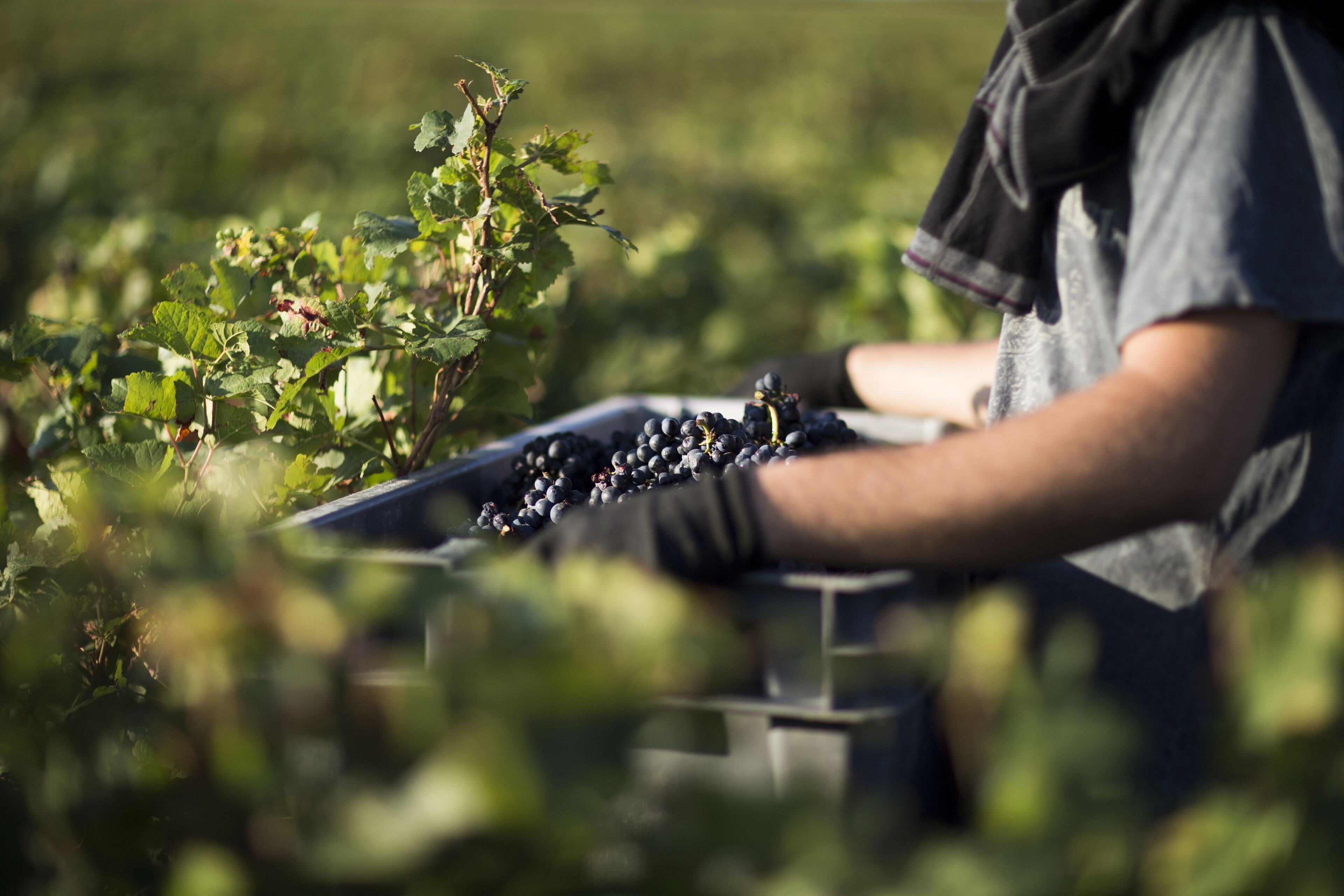 Une personne récoltant du raisin dans un vignoble.