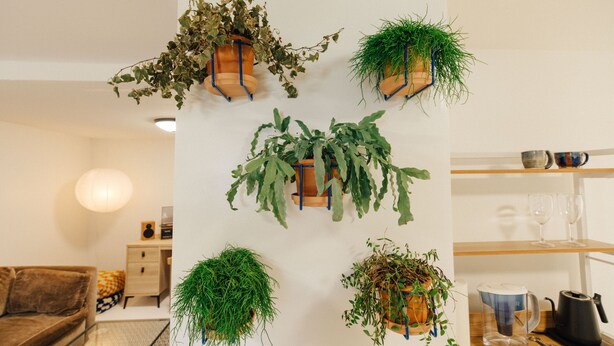 A living room with a sofa, coffee table, and a wall-mounted plant arrangement.