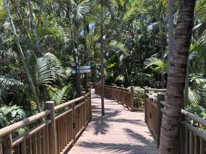 Stroll along the winding boardwalk surrounded by lush tropical vegetation and palm trees.