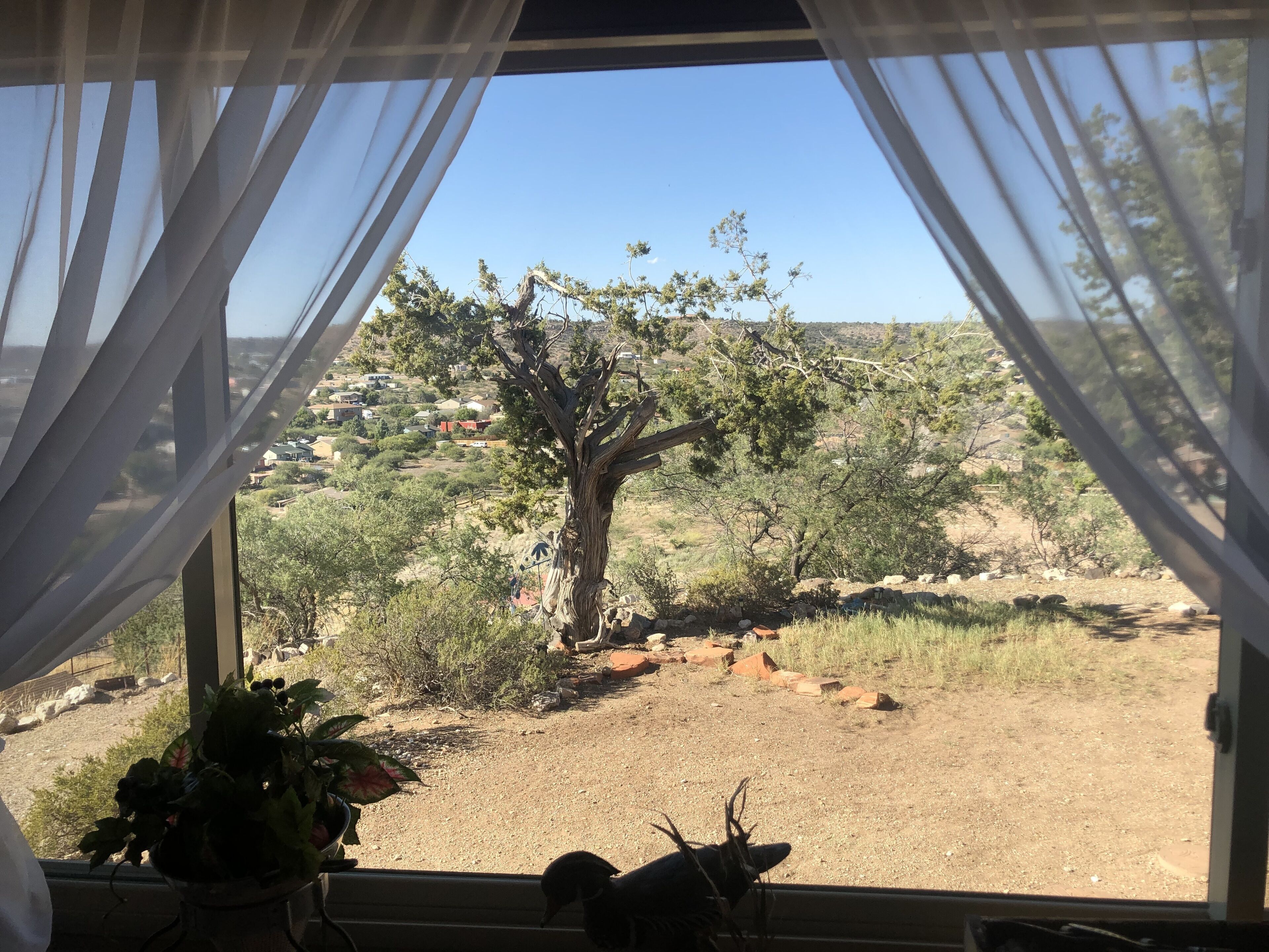 A view through a window with sheer curtains, featuring a tree, rocky terrain, and distant buildings.