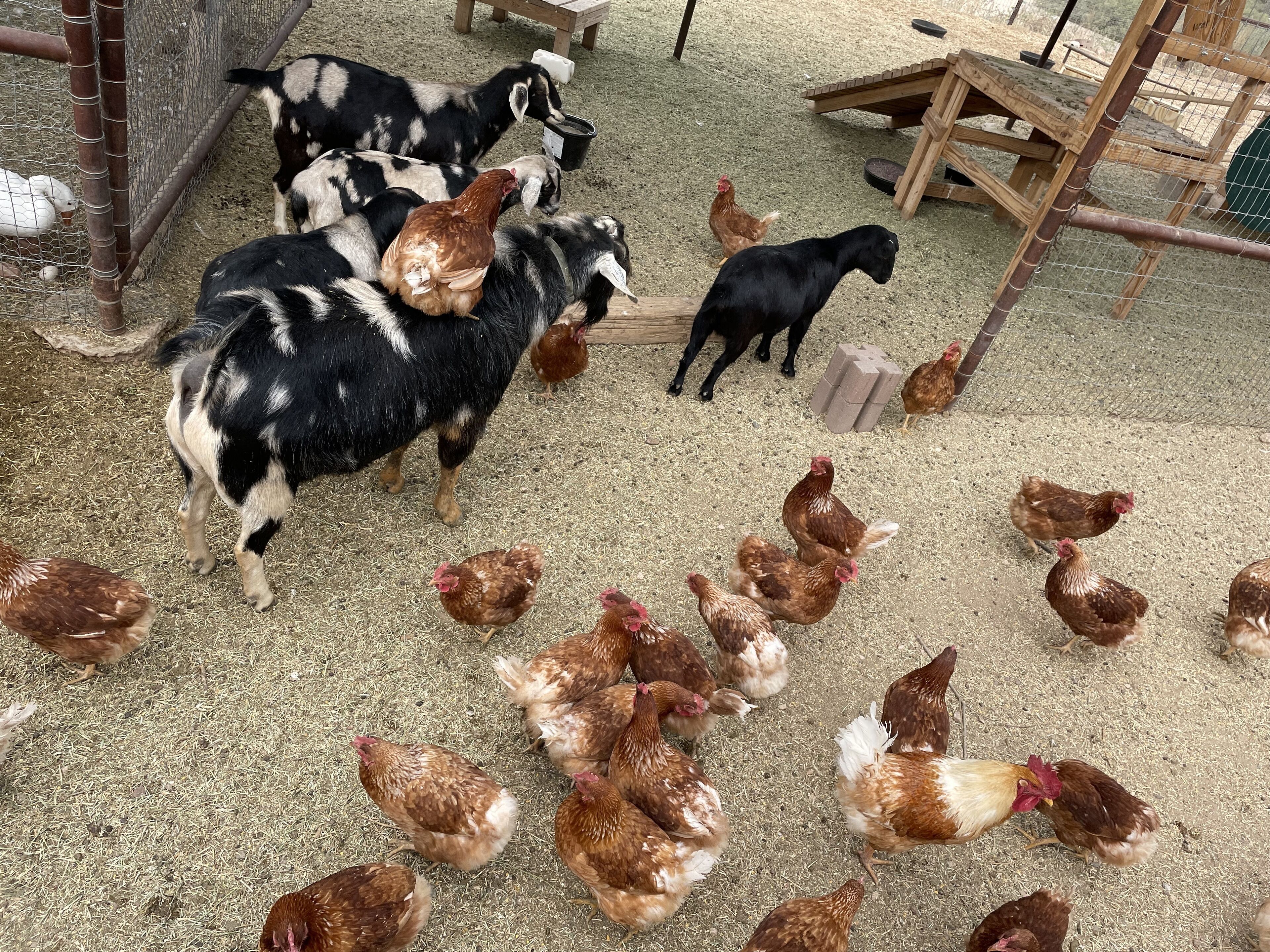 Une ferme avec des chèvres et des poulets, le tout dans un enclos.