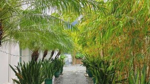 Un sendero estrecho bordeado de grandes macetas con plantas, que lleva a la entrada de un edificio.