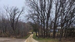 Una strada sterrata costeggiata da alberi spogli, che conduce verso un veicolo in lontananza.