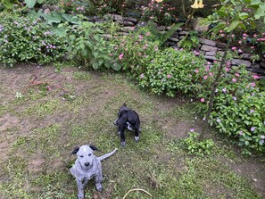 A garden with a dog and a plant.