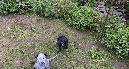 Indigo Container House
