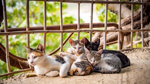 Quatre chats se reposent sur une surface en béton, près d’une clôture métallique.
