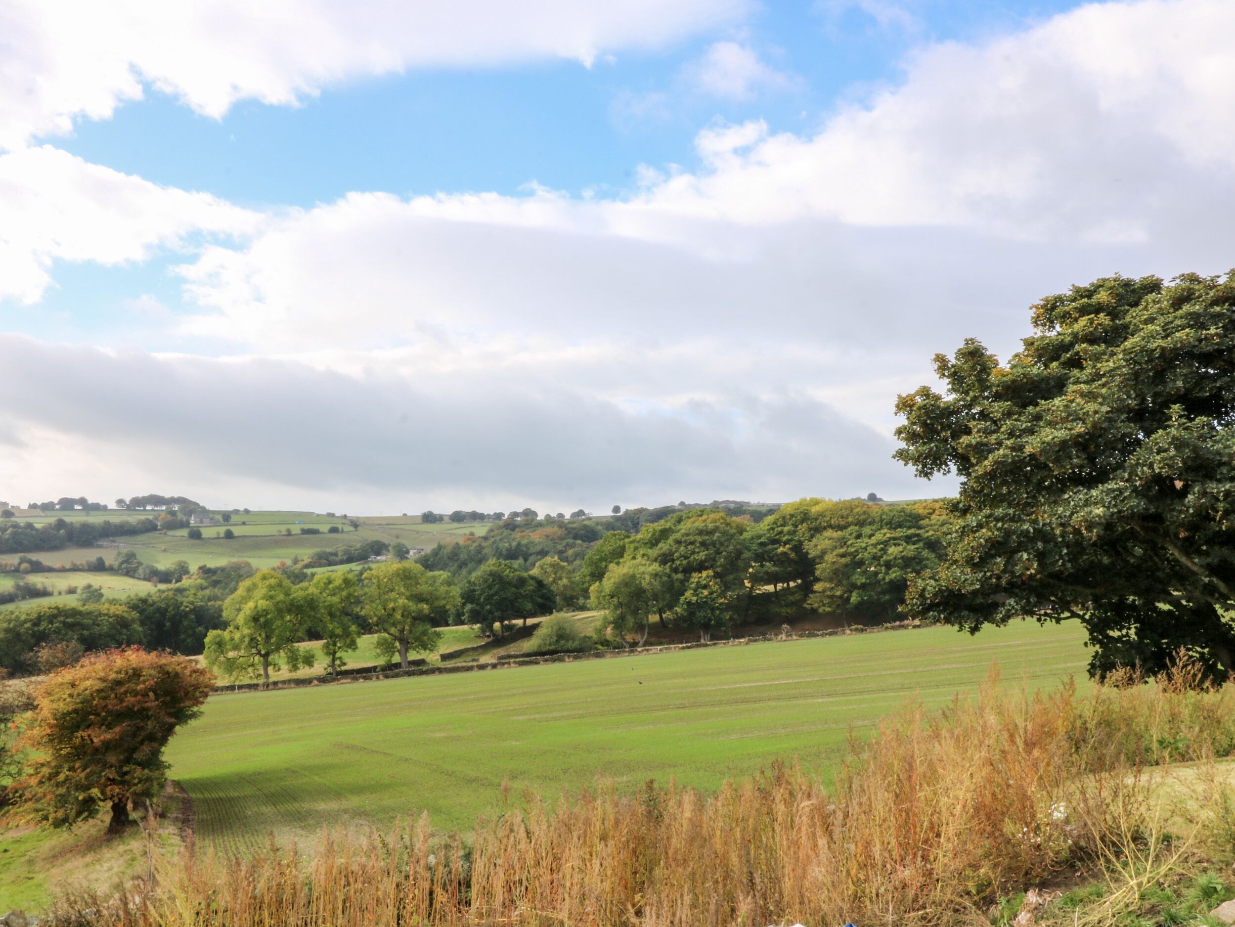 A rural landscape with rolling hills, a variety of trees, and a clear sky.