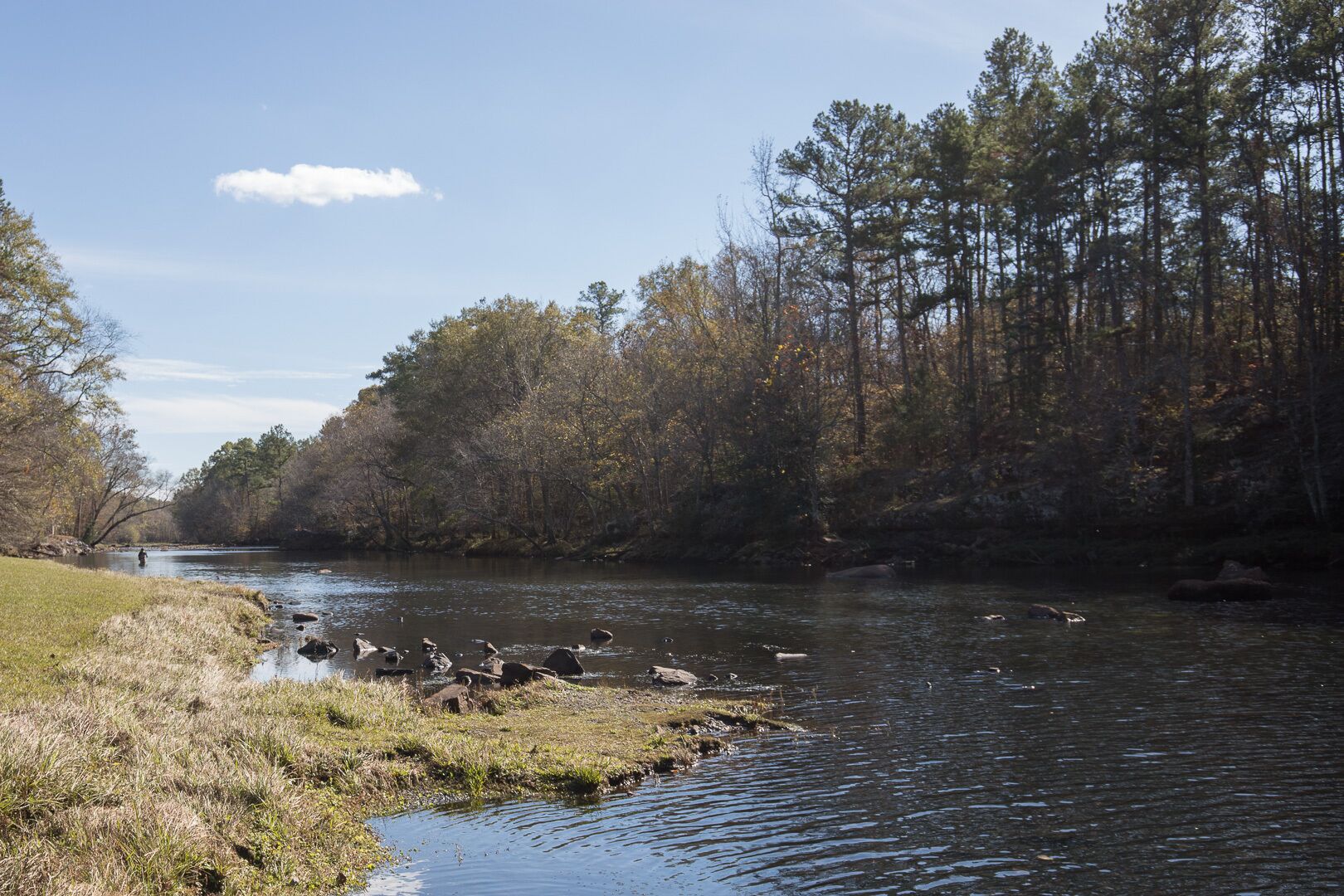 Un río con patos, rodeado de árboles y una orilla cubierta de hierba.