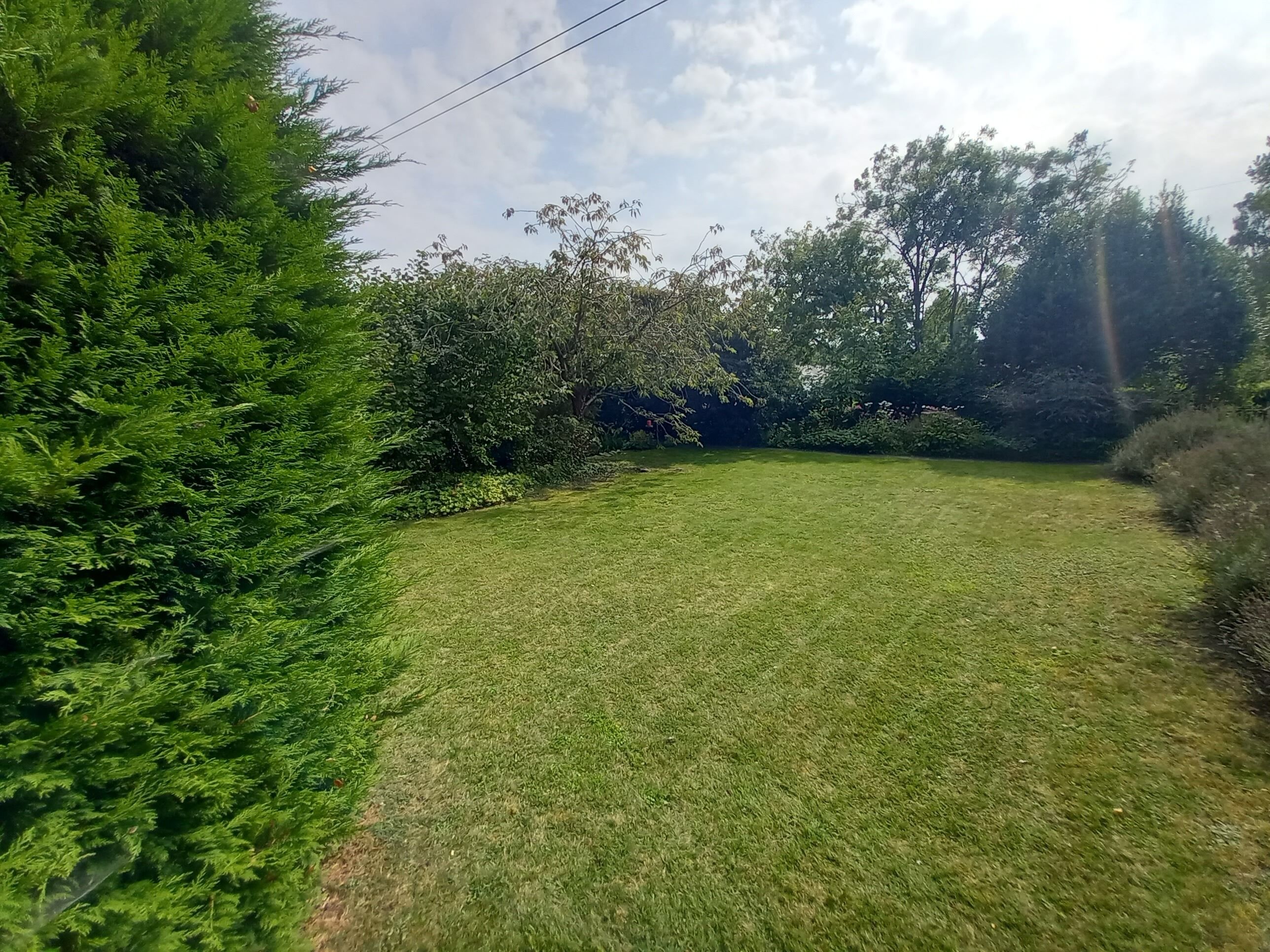 A grassy outdoor area with dense foliage and trees.