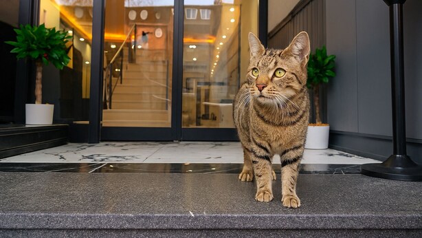 Un gato sobre un borde de piedra frente a un edificio con puertas de vidrio y plantas en macetas.