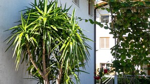 A potted plant with long green leaves in front of a building with a stone-paved entrance and a wooden roof. - Ferienwohnung mit Schwimmbad (Schabs)