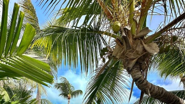 A tropical resort with a clear blue pool surrounded by lush palm trees and a thatched-roof hut.