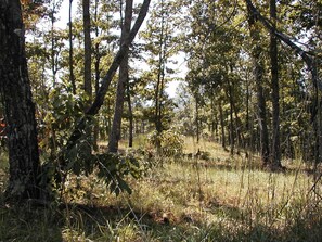 Surrounded by lush trees and underbrush, this serene forest offers a peaceful escape.