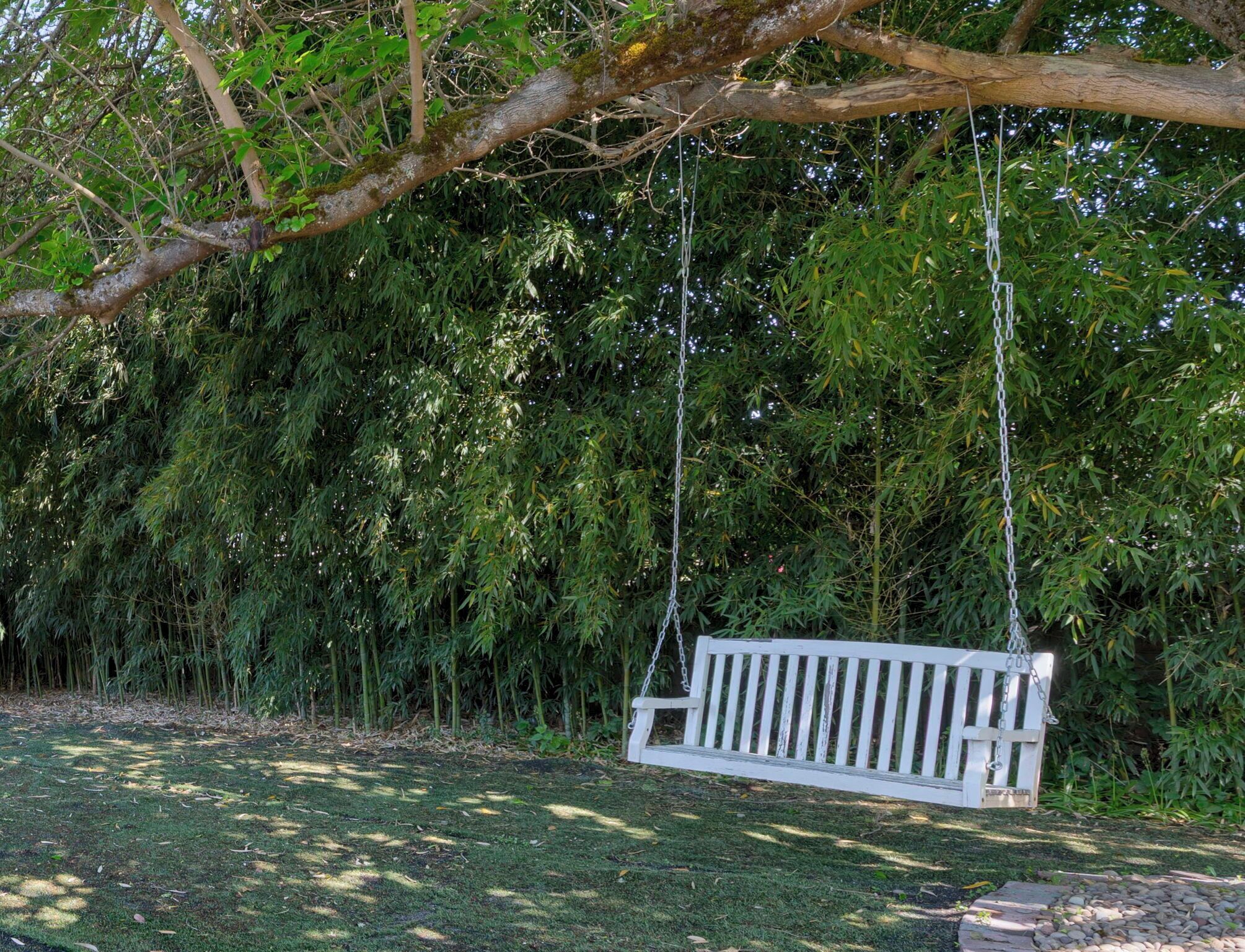 Um balanço de madeira branca pendurado em um galho de árvore em um jardim com folhagem densa de bambu ao fundo.