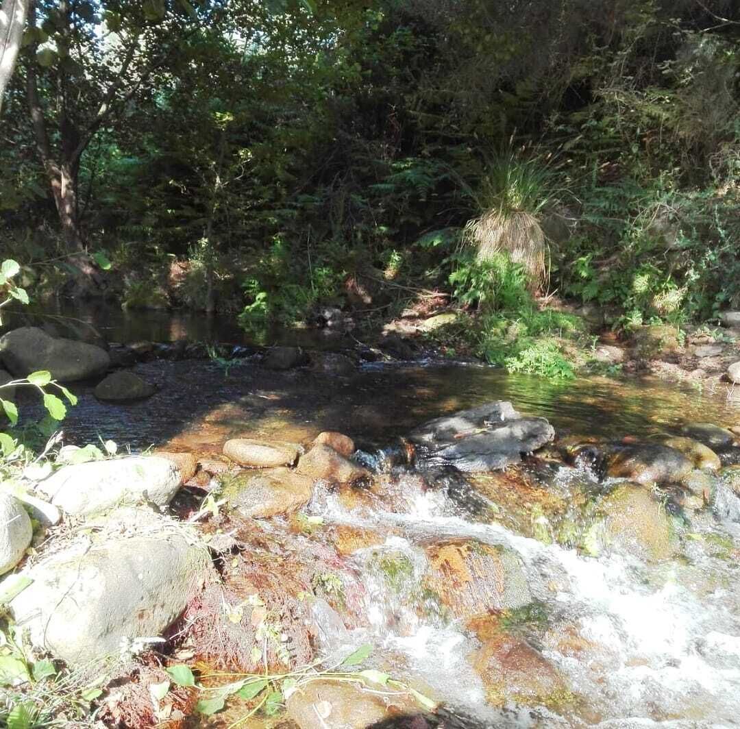 Un cours d’eau naturel, bordé de rochers et de verdure, et entouré d’arbres.