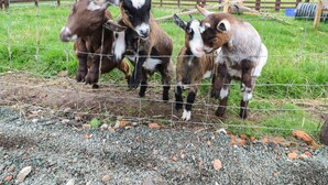 A fenced area with three goats standing behind it. - The Pod at Bank House Farm (Uttoxeter)