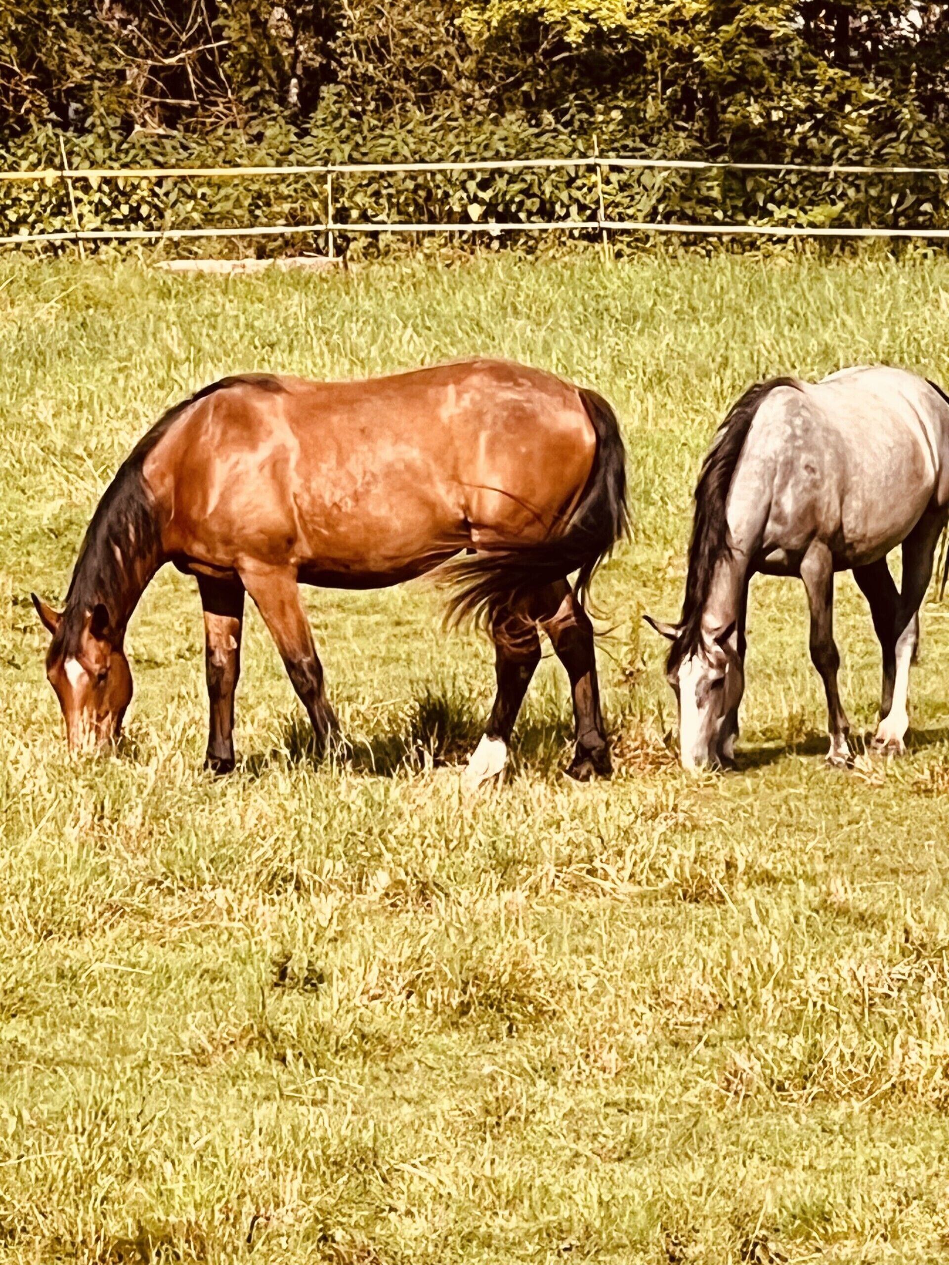 Dos caballos pastando en un campo cubierto de hierba con una cerca al fondo.