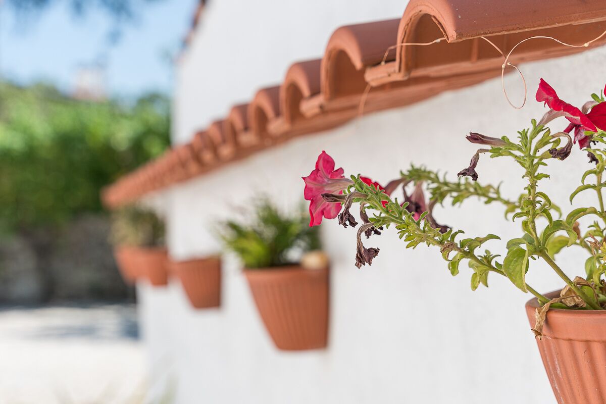 Macetas de terracota con plantas sobre una pared blanca.