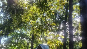 Eine Holzhütte, umgeben von hohen Bäumen in einer grünen Wiese.