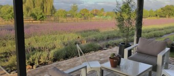 Guest House in the Lavender Field