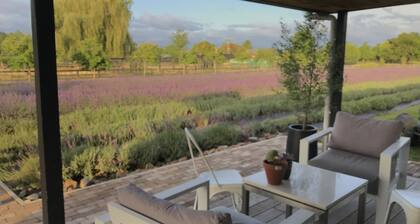 Guest House in the Lavender Field