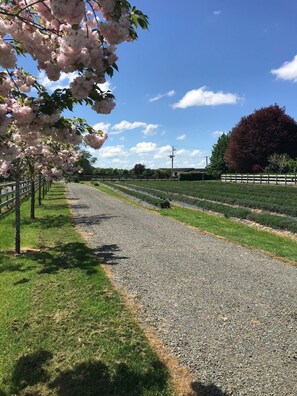 1 غرفة نوم ومكواة/لوح كي وواي فاي مجانًا وملاءات أسرّة