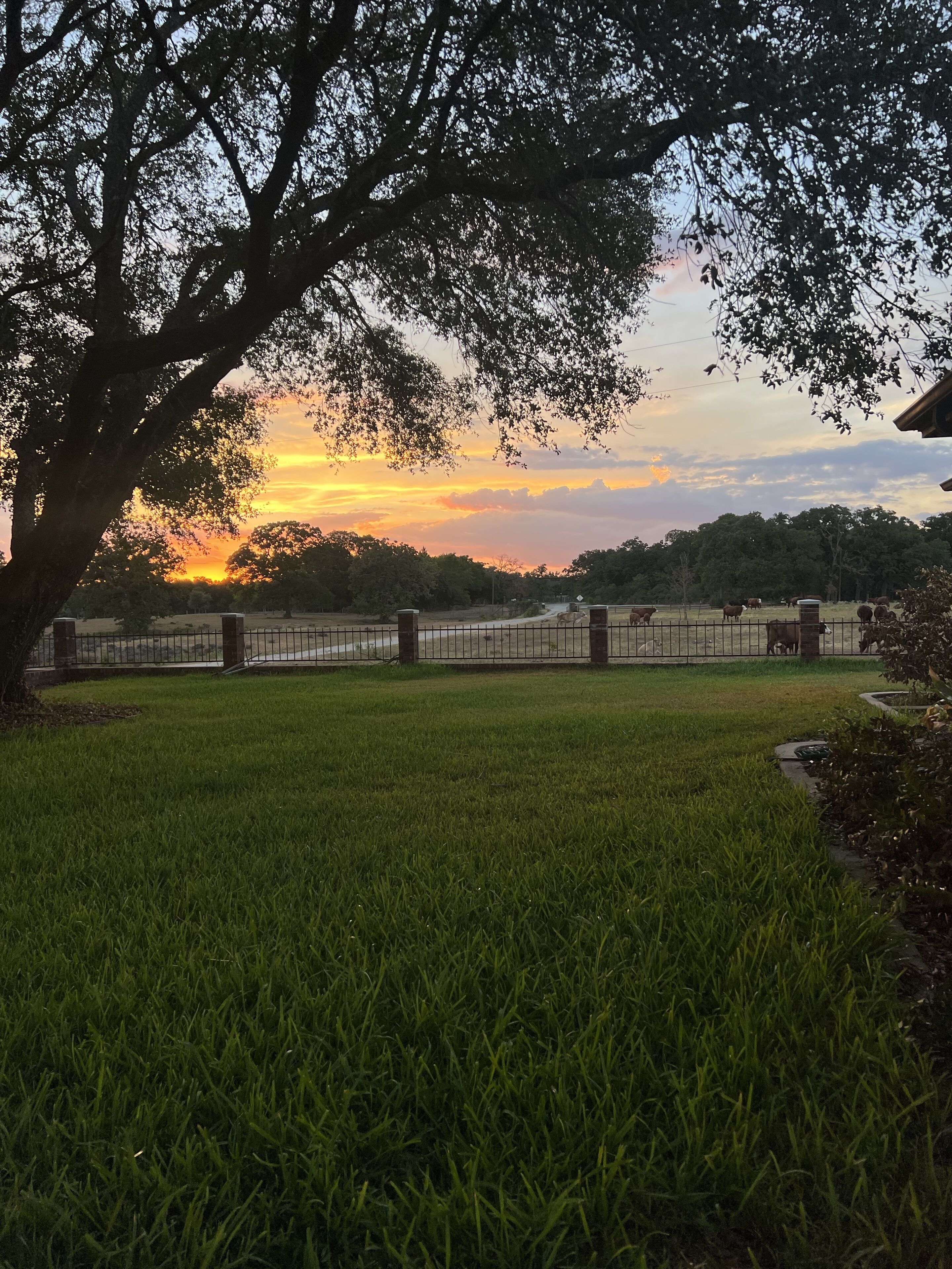 A grassy field with a fence and trees, and a sunset in the background.