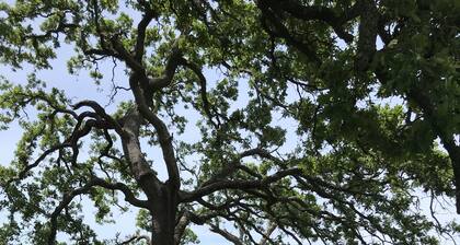 Sunset Farm in Aggieland - Country Life 15 miles from Kyle Field - up to 14 ppl