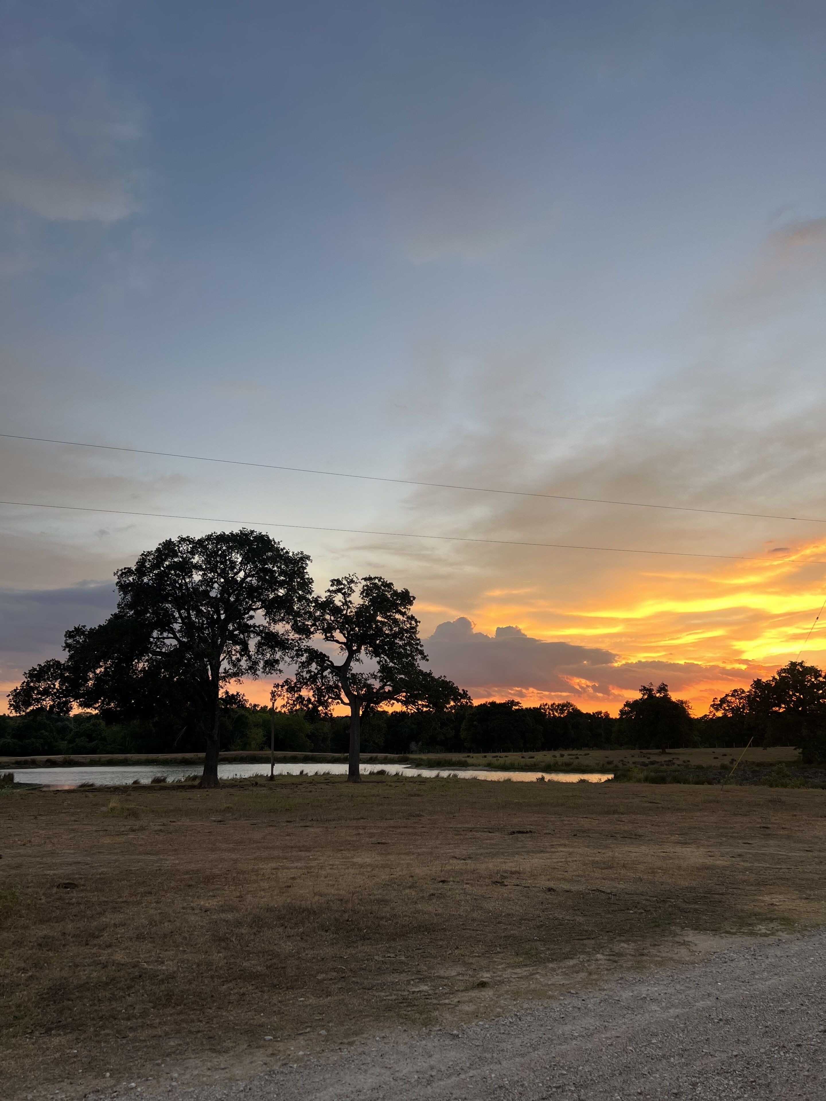 A field with a large tree and a body of water.