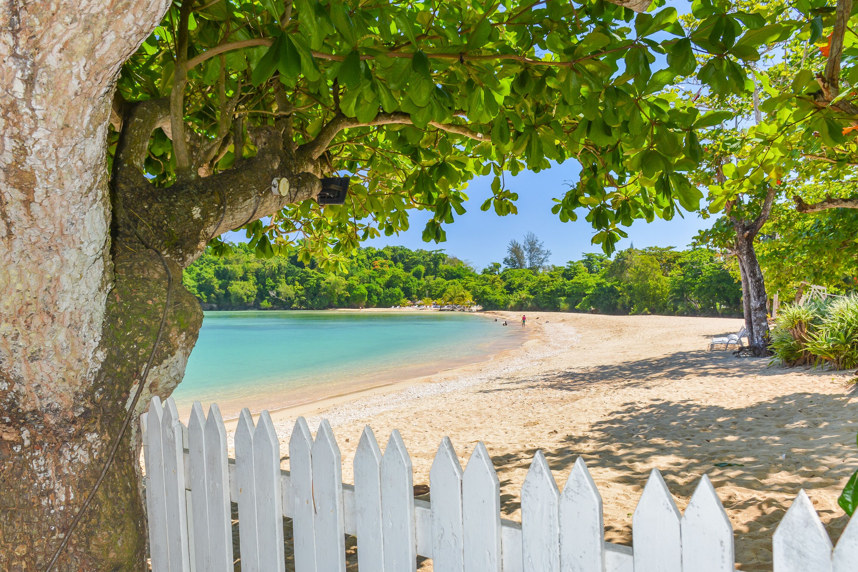 Una playa con cerca blanca de piquetes, un árbol y cielo azul despejado.