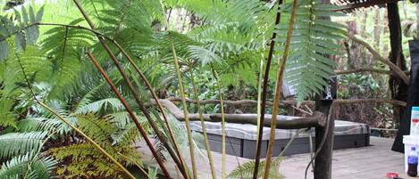 Una terraza de madera con un sofá, rodeada de helechos verdes exuberantes y árboles.