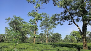 A lush tea plantation with rows of tea plants and tall trees.