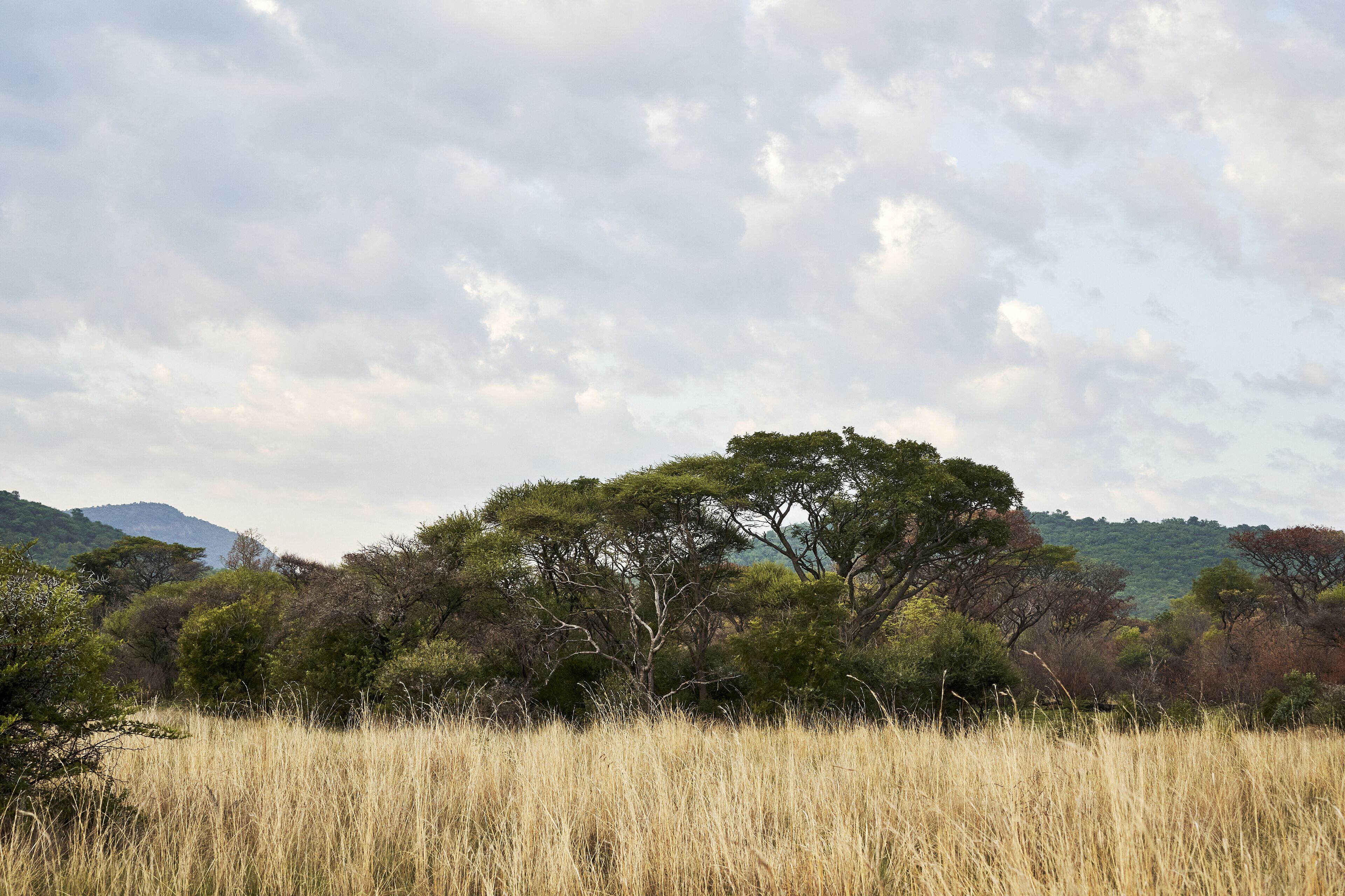 Un paisaje natural con un árbol destacado en primer plano y montañas al fondo.