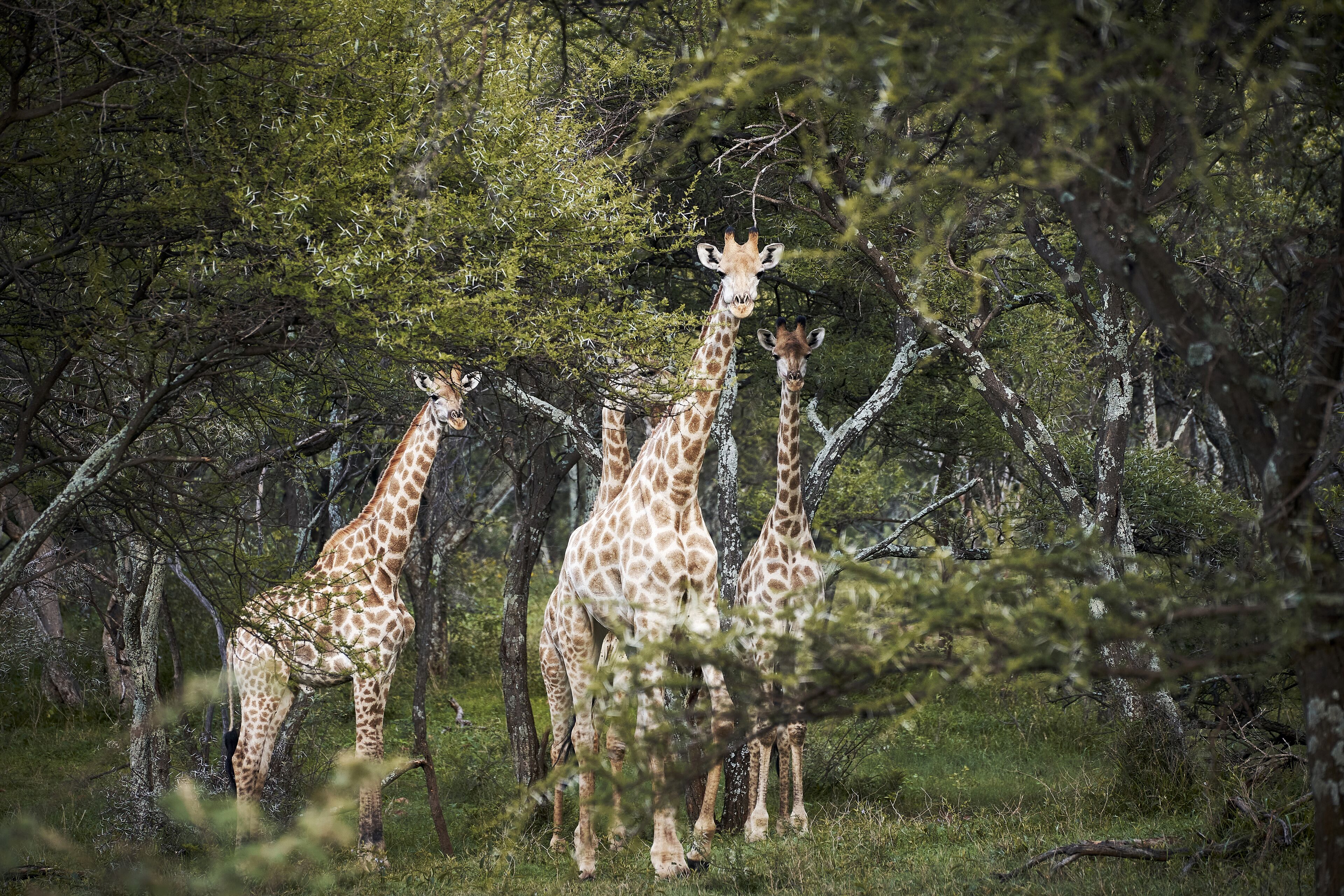Three giraffes standing in a grassy area with trees in the background.