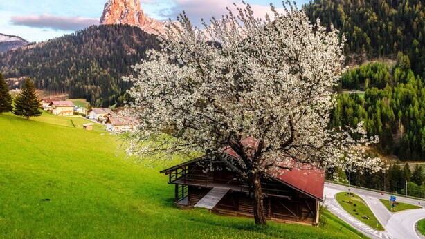 A wooden cabin with a red roof, surrounded by a green field and a mountain backdrop.