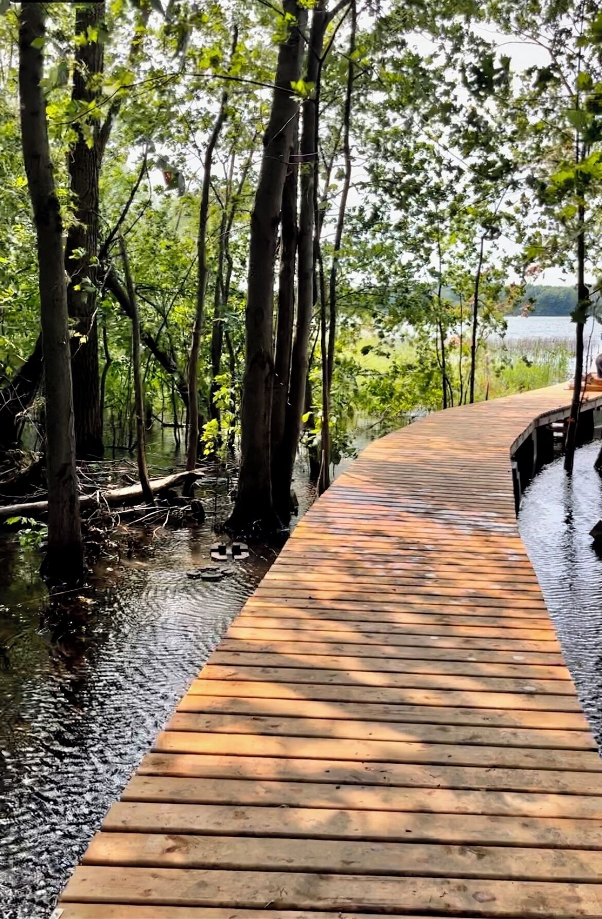 Una passerella di legno che si snoda attraverso una foresta di mangrovie, con l'acqua su entrambi i lati.