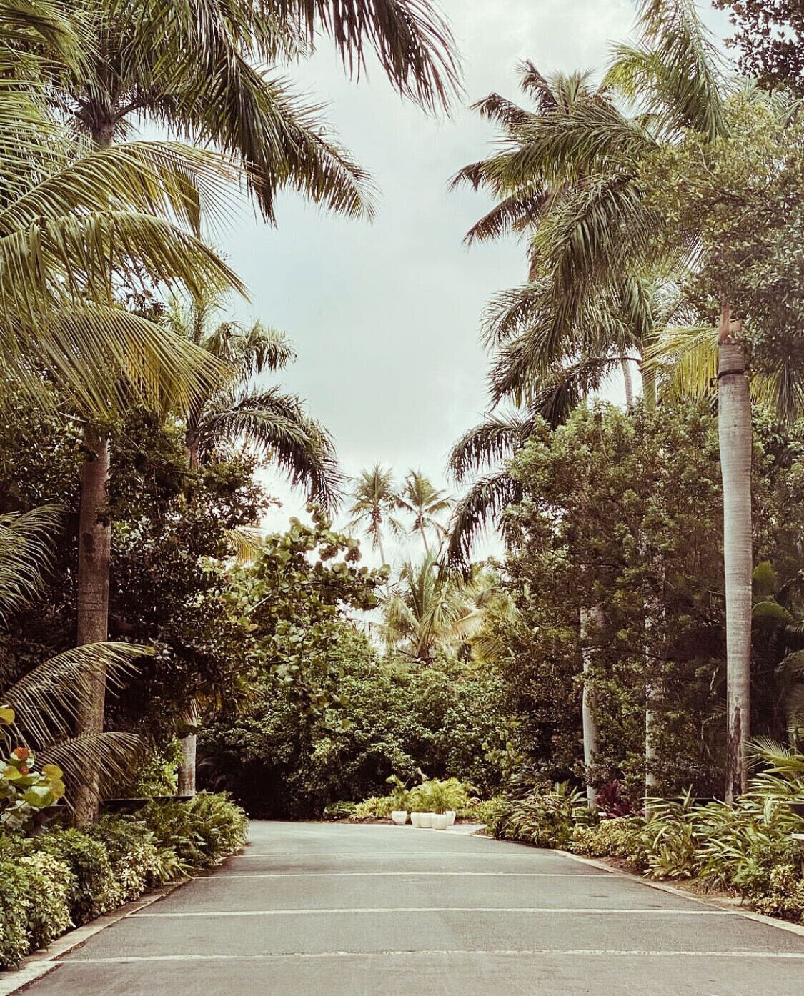 A paved pathway flanked by tall palm trees and dense foliage, leading into a lush, tropical environment.