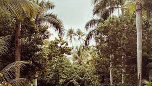 Un sendero pavimentado bordeado por altas palmeras y vegetación exuberante, que conduce a un entorno tropical y frondoso.