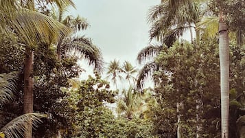 A paved pathway flanked by tall palm trees and dense foliage, leading into a lush, tropical environment.