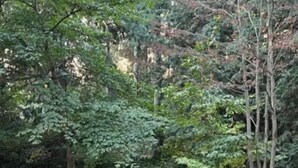 A winding path through a forested area with dense foliage and trees. - Charming Geneva Bungalow (Bellingham)