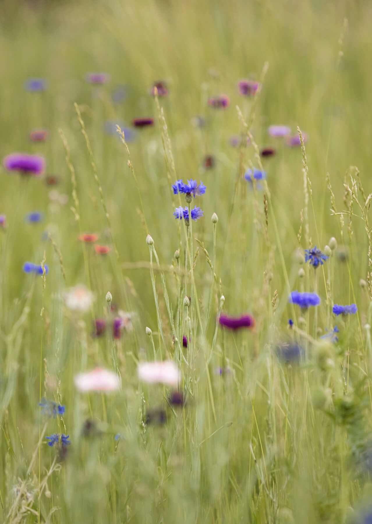 En blomstereng med forskellige farver og højder.