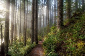 Un sentier forestier bordé de grands arbres et de fougères.